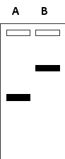 A researcher has labeled the 5? end of a DNA primer with ³²P radioisotopes. The primer can hybridize to a complementary sequence near the 3? end of a long, spliced mRNA molecule composed of three exons. The mRNA molecule can interact with two RNA-binding proteins: one of them (protein 1) binds to the first exon and the other (protein 2) binds to the second exon. The researcher uses reverse transcriptase to extend the primer in the presence of the mRNA and either of these proteins, then separates the cDNA products by gel electrophoresis, and finally visualizes the labeled DNA bands by autoradiography. The results are presented schematically in the following drawing. Assuming that the reverse transcriptase falls off the template when confronted by bound proteins, which lane (A or B) in the gel corresponds to the reaction in the presence of protein 1? Write down A or B as your answer.   