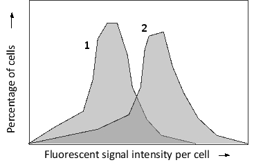 You have used a variation of fluorescence in situ hybridization (FISH) called flow-FISH. In this technique, DNA probes are labeled with fluorescence and hybridized to their targets inside the cells in a tissue. The cells are then sorted using a fluorescence-activated cell sorter based on their fluorescent signal intensity. The probes in your experiment are designed to hybridize to human telomeric sequences at the ends of the chromosomes. You perform flow-FISH using these probes on two human cell types, an early primary fibroblast culture and a late secondary culture that is showing the signs of replicative cell senescence. The sorting results are presented in the following histograms. Which histogram (1 or 2) would you expect to correspond to the primary culture?    