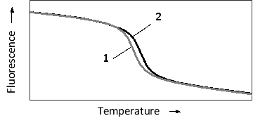 The specificity of nucleic acid hybridization is remarkable. Even a single mismatch between a probe and a target sequence can be detected depending on hybridization conditions. This sensitivity can be employed in applications such as SNP haplotyping. Consider a probe that is complementary to a 20-nucleotide-long genomic region including a single polymorphic nucleotide. The probe is perfectly complementary to the more common allele, but has one mismatch in the case of the minor allele. The temperature-dependent hybridization of the probe to the single-strand genomic fragment is schematically presented in the following graph. To detect hybridization, a fluorescent dye is added to the reaction. The dye fluoresces strongly only when intercalated between the bases of double-stranded DNA, and is therefore used to quantify double-strand formation or dissociation. Which  melting curve  (1 or 2)  in the graph do you think corresponds to the more common SNP allele? Which curve shows a higher melting temperature?   A)  1; 1 B)  1; 2 C)  2; 1 D)  2; 2
