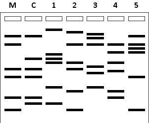 In a forensic lab, DNA samples from a mother (M) and her child (C) have been analyzed at three short tandem repeat (STR) loci using PCR and gel electrophoresis. The same analysis has been performed for five men (1 to 5). According to the results below, which men can be eliminated as possible candidates for the biological father of the child? Your answer would be a number composed of digits 1 to 5 only, e.g. 145.    