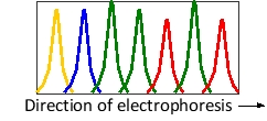 A piece of DNA has been sequenced by automated dideoxy sequencing, in which each dideoxyribonucleoside triphosphate was labeled with a fluorescent tag of a different color. The data corresponding to a small segment with the sequence 5′-TGCCACA-3′ is shown in the following diagram. Knowing that ddGTP has been labeled with green fluorescence, what color do you think was the fluorescent tag used to label ddTTP in the sequencing experiment?   A)  Blue B)  Green C)  Red D)  Yellow