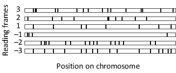 There are six possible reading frames for any double-stranded DNA. In the following schematic drawing of a genomic region in Escherichia coli, stop codons in each of these frames are indicated by black bars. In which reading frame do you think the open reading frame (ORF) is translated in this region? Write down the frame number as your answer, e.g. 2.    