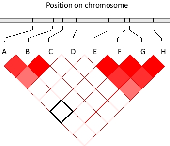 If two genomic polymorphic sites were randomly and independently associated with each other, one would expect the frequency of observing a combination of their allelic forms in an individual to be equal to the multiplication product of the probability of the alleles occurring separately. In many cases, however, this is not true. The degree of deviation from random association can be quantified and summarized in diagrams such as the one below. In this diagram, eight SNPs in a genomic region are shown and their pairwise deviation from random association is color-coded by different shades of red, such that the darkest red shade indicates the furthest deviation from random association. In contrast, those pairs that associate randomly are colored white. For example, SNPs A and F seem to associate randomly as indicated by the corresponding box marked with black borders. From this diagram, two haplotype blocks can be readily detected. What subset of the shown SNPs is not part of any of the two blocks? Write down the letter(s) as your answer, in alphabetical order, e.g. CEH.   
