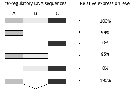 You have used a reporter gene system to investigate the contribution to gene expression of three cis-regulatory DNA sequences (A to C) from a key developmental gene. Reporter gene expression from constructs containing all three or only a subset of the regulatory sequences is summarized in the diagram below. According to these findings, indicate whether each of the following conclusions is (Y) or is not (N) acceptable. Your answer would be a four-letter string composed of letters Y and N only, e.g. NNNN.     ( )	Region B is likely to normally bind an activator and turn the gene on. ( )	Region C is sufficient for activation of gene expression. ( )	Region A is necessary for activation of gene expression. ( )	Region C is necessary for activation of gene expression. 