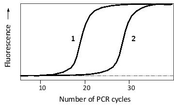 The following schematic graph shows the result of two quantitative RT-PCR experiments. Total mRNA from two tissue samples (1 and 2)  was isolated and subjected to RT-PCR using primers designed to amplify a tissue-specific gene. Added to the reaction was a fluorescent dye that fluoresces only when bound to double-stranded DNA. According to the graph, which tissue has a higher level of this mRNA? By how much?   A)  About 2-fold higher in tissue 1 B)  About 1000-fold higher in tissue 1 C)  About 2-fold higher in tissue 2 D)  About 1000-fold higher in tissue 2