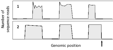 RNA-seq and ribosome profiling experiments have been carried out on the same cells. The following simplified graphs show the results for the same genomic region containing a gene with three exons. Which graph (1 or 2)  do you think corresponds to the RNA-seq results? What feature is represented by the arrow?   A)  Graph 1; stop codon B)  Graph 1; polyadenylation site C)  Graph 2; stop codon D)  Graph 2; polyadenylation site