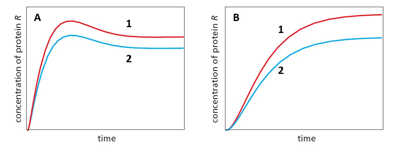 Consider a genetic network consisting of gene A whose product activates the transcription of gene R. Imagine that the concentration of protein A is suddenly changed by a significant amount. The following graphs show how the concentration of protein R would then change over time to reach steady state again. The two curves (1 and 2)  in each graph correspond to systems that have different transcription rates for A. For one of the two graphs (A or B)  a negative feedback loop is present, in which protein R represses the transcription of gene A. Which conclusion is correct according to these results?   A)  The negative feedback loop makes the system slower in reaching the steady state. B)  With negative feedback, the steady-state concentration is less sensitive to fluctuations in kinetic rate constants. C)  Higher transcription rates for gene A result in lower steady-state levels of protein R both with and without negative feedback. D)  All of the above.