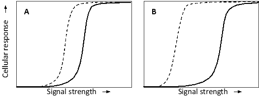 Bistability in a biological system can be accompanied by hysteresis. Consider switchlike cellular responses to a signal molecule, as shown in the following graphs. In each graph, the solid curve corresponds to the change in cellular response when the signal concentration is being increased over time, whereas the dashed curve corresponds to the change when the signal concentration is being decreased. Which graph do you think corresponds to a system with a greater degree of hysteresis? What mechanism is responsible for this behavior?   A)  Graph A; negative feedback B)  Graph A; positive feedback C)  Graph B; negative feedback D)  Graph B; positive feedback