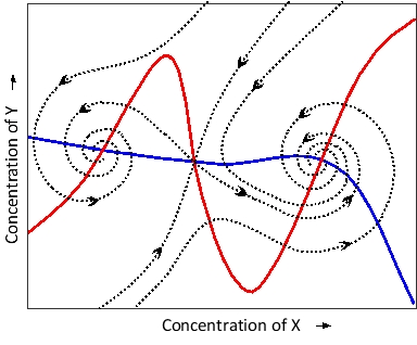 The schematic graph below represents the nullclines (solid curves) and a few selected trajectories (dotted curves) for a system composed of two proteins (X and Y) with a complex regulatory behavior. According to the graph, indicate whether each of the following statements is (Y) or is not (N) acceptable. Your answer would be a four-letter string composed of letters Y and N only, e.g. YYYY.     ( )	The system is bistable. ( )	There are three steady states in the system. ( )	The system contains positive feedback. ( )	The system contains delayed negative feedback. 