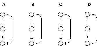 Indicate which of the following network motifs represent negative feedback, positive feedback, incoherent feed-forward, and coherent feed-forward, respectively. Your answer would be a four-letter string composed of letters A to D only, e.g. BACD.    