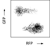 Imagine a bistable system composed of two repressor proteins X and Y, each of which binds to the cis-regulatory sequences of the gene encoding the other protein, i.e. X represses the expression of Y, and Y represses the expression of X. A researcher engineers the genes such that they encode protein X fused to green fluorescent protein (GFP) and protein Y fused to red fluorescent protein (RFP). Cells containing the fusion constructs are then grown and sorted by fluorescence-activated cell sorting (FACS) based on their GFP and RFP signals. The results are presented in the following dot plot. Each cell is represented by a dot whose coordinates correspond to GFP and RFP fluorescence in the cell. According to these results, which protein (X or Y) do you think binds to its target DNA sequence with a higher degree of cooperativity? Write down X or Y as your answer.    