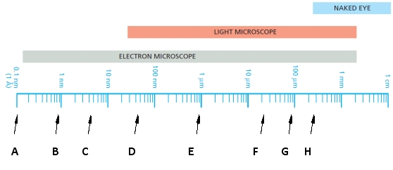 In the diagram below, a logarithmic scale of sizes is shown. Indicate which of the sizes indicated (A to H) better corresponds to the dimensions of each of the following. Your answer would be a three-letter string composed of letters A to H only, e.g. HCG.     ( )	A bacterium ( )	An animal cell ( )	A globular protein 