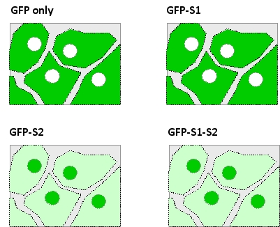 Two segments (S1 and S2)  in a viral protein are suspected to be responsible for the nuclear localization of the protein in infected human cells. You have engineered a plasmid to encode the green fluorescent protein (GFP)  fused to either or both of these peptide segments, and have introduced the plasmid into the cells. After the expression of the fusion protein is induced, you visualize the cells using a fluorescence microscope equipped with filters appropriate for detection of GFP. Your results are presented in the following schematic drawings in which the GFP signal is represented in green. Which of the following is more consistent with these observations?   A)  Both S1 and S2 are required for nuclear localization. B)  S1 is required and sufficient for nuclear localization. C)  S2 is required and sufficient for nuclear localization. D)  S1 is required but not sufficient for nuclear localization. E)  S2 is required but not sufficient for nuclear localization.