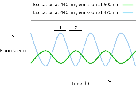Imagine a transcription regulatory protein (X) that is known to shuttle back and forth between nucleus and cytosol in an oscillatory pattern. Protein Y is a nuclear protein that can bind to X to create a dimer that binds to DNA. You have fused protein X to green fluorescent protein (GFP) and protein Y to blue fluorescent protein (BFP), and have measured fluorescence resonance energy transfer (FRET) and non-FRET signals in the nucleus at different time points, as indicated in the following simplified plot. At which time period (1 or 2) do you think protein X is in the nucleus? BFP can be excited at 440 nm, and emits maximally at 470 nm. GFP is excited at 470 nm and emits maximally at 500 nm.    