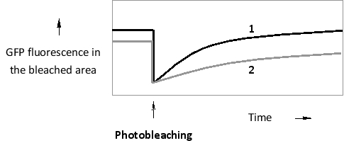 A certain GTP-binding protein can exist in two main states. When bound to GDP, it is mostly cytosolic. In its GTP-bound form, however, it associates with the cytosolic face of the endoplasmic reticulum (ER) membrane, where it hydrolyzes the bound GTP after a short delay and is released again into the cytosol. You have created and expressed green fluorescent protein (GFP) fusions of the wild-type protein, as well as that of a mutant protein that does not bind GTP as readily as the wild type. You then perform a fluorescence recovery after photobleaching (FRAP) experiment by photobleaching a small area of the ER membrane and measuring GFP fluorescence recovery over time. According to the results below, which curve (1 or 2) do you think corresponds to the wild-type fusion protein? Write down 1 or 2 as your answer.    