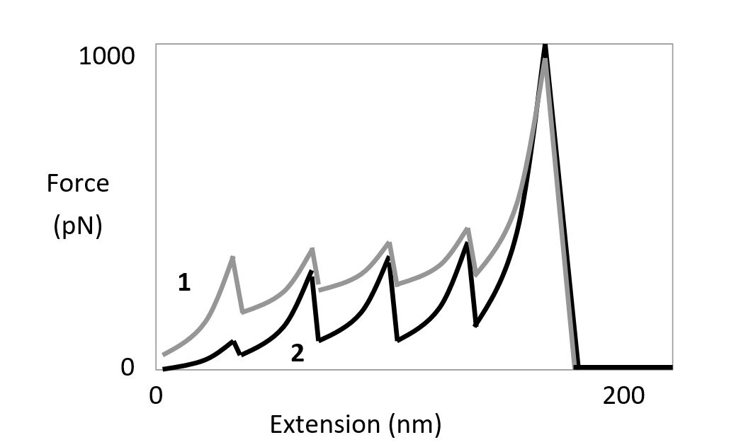 Atomic force microscopy (AFM) is used in an experiment to unfold a multidomain protein by applying mechanical force. The protein contains several copies of an immunoglobulin domain that are unfolded one by one as the two ends of the molecule (one attached to a cover slip, and the other to the AFM tip) are being pulled apart, resulting in the  sawtooth  force-extension curves shown below. The same experiment is done twice, once in the presence and once in the absence of a chaperone protein that stabilizes the immunoglobulin domains. Answer the following questions based on this graph.    -According to the force-extension graph, which curve (1 or 2) would you expect to correspond to the reaction in the presence of the chaperone protein? Write down 1 or 2 as your answer. 