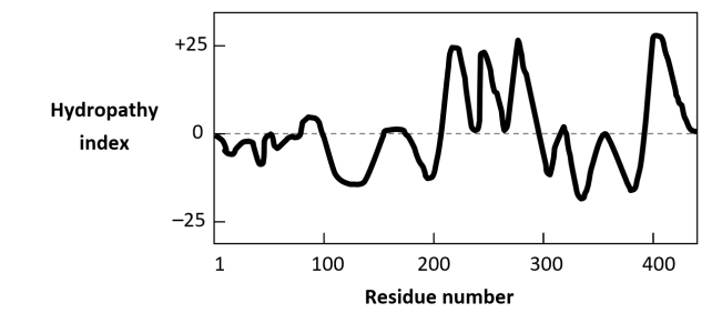 The nicotinic acetylcholine receptor is a cation channel in the plasma membrane of some neurons. It is composed of five subunits, each of which is a transmembrane protein. The hydropathy plot for each mature subunit is qualitatively represented in the following diagram. How many membrane-spanning alpha helices do you expect to exist in each subunit?    