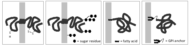 For each membrane protein in the following schematic drawings, indicate whether the cytoplasmic side of the membrane is more likely to be on the left (L) or on the right (R). Your answer would be a four-letter string composed of letters L and R only, e.g. RRRR.    