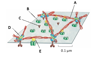 In the following schematic drawing of the cytosolic side of human red blood cell plasma membrane, which of the labeled proteins is spectrin?   