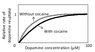 After release into the synaptic cleft, the neurotransmitter dopamine is actively taken up by the cells via specific dopamine transporters. The drug cocaine interferes with this process and is therefore called a reuptake inhibitor. The inhibition of the transporter at a certain cocaine concentration is qualitatively represented in the following graph. Based on this graph, which of the following describes the effect of cocaine on the kinetics of dopamine reuptake by the transporter?   A)  In the presence of cocaine, the maximal rate of transport (Vmₐₓ)  is unaffected, but the apparent affinity of the transporter for dopamine is reduced. B)  In the presence of cocaine, the maximal rate of transport (Vmₐₓ)  is reduced, but the apparent affinity of the transporter for dopamine is unaffected. C)  In the presence of cocaine, the maximal rate of transport (Vmₐₓ)  is enhanced, but the apparent affinity of the transporter for dopamine is unaffected. D)  In the presence of cocaine, both the maximal rate of transport (Vmₐₓ)  and the apparent affinity of the transporter for dopamine are enhanced. E)  In the presence of cocaine, both the maximal rate of transport (Vmₐₓ)  and the apparent affinity of the transporter for dopamine are unaffected, but the transporter is nevertheless inhibited.
