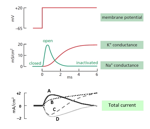 In a voltage-clamp experiment on a squid giant axon, the membrane potential is clamped at +20 mV, as shown below. Within the same time frame, which of the curves A to D better show qualitatively how the total membrane current changes? A positive value of the current represents an outward flow of cations.   