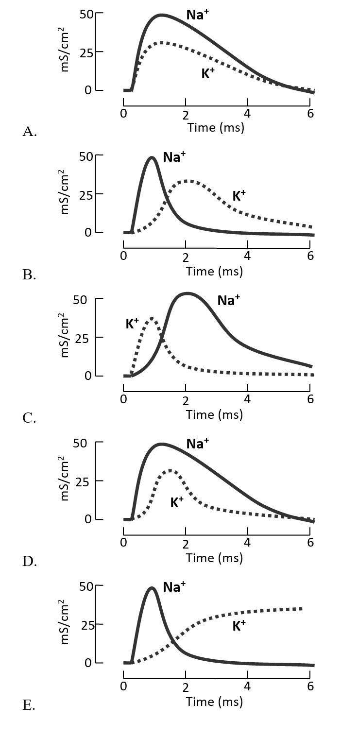 Which of the following graphs better represents the change in the relative conductance of Na⁺ and K⁺ channels during an action potential in a neuronal membrane?  <div style=padding-top: 35px> 