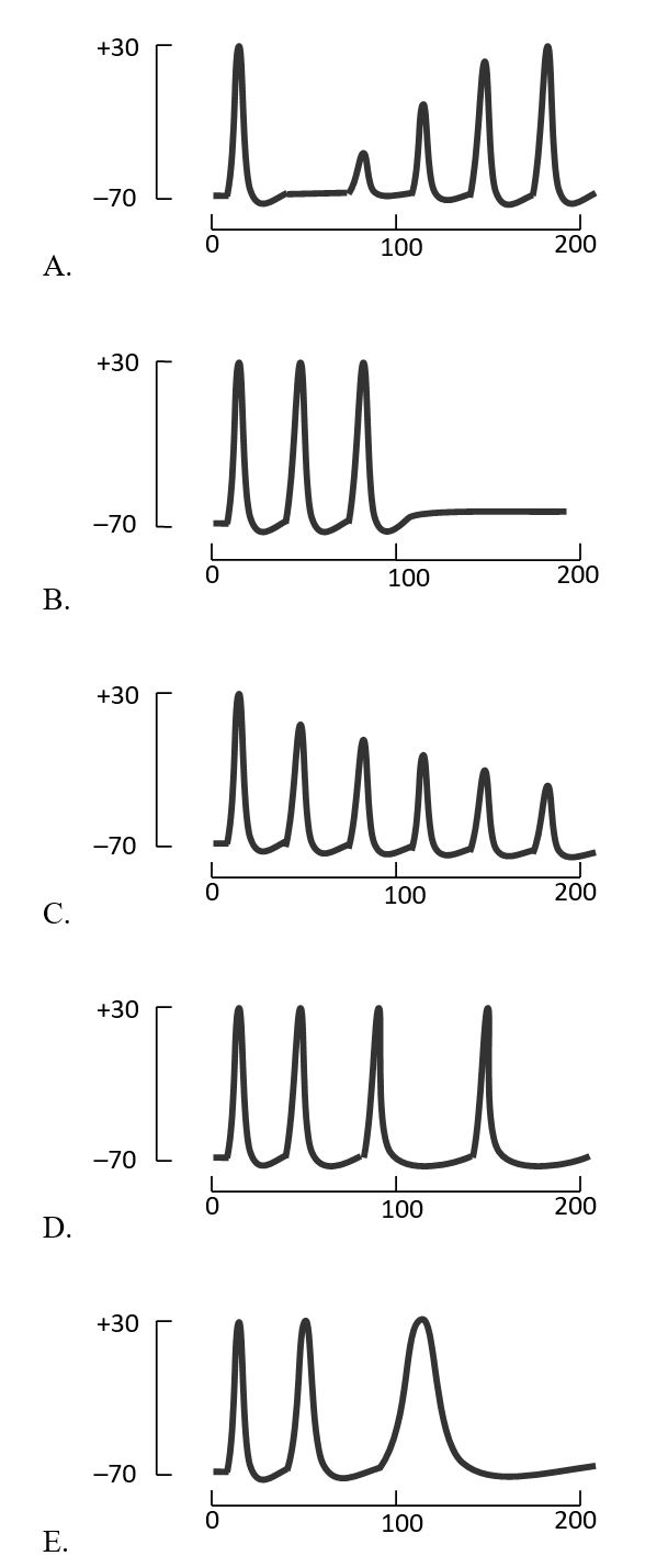 Which of the following better represents the process of adaptation mediated by the voltage-gated Ca²⁺ channels and Ca²⁺-activated K⁺ channels? The vertical axis in each graph is the membrane potential in the postsynaptic neuron (in millivolts), while the horizontal axis is the time of constant stimulation (in milliseconds).  <div style=padding-top: 35px> 