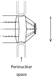 In the following schematic diagram of a nuclear pore complex, on which side is the cytosol located? What is the approximate diameter of the pore, as indicated by the vertical bar?   A)  Right; 1 µm B)  Right; 0.1 µm C)  Left; 1 µm D)  Left; 0.1 µm