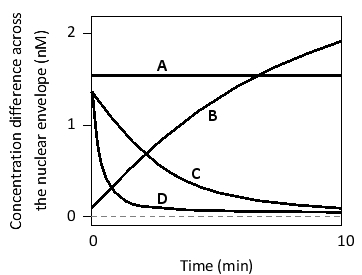In the following graph, the magnitude of concentration difference across the nuclear pore complexes (NPCs) is plotted for four molecules (A to D) as a function of time, starting from an arbitrarily chosen initial concentration difference. Indicate which curve corresponds to each of the following molecules. Your answer would be a four-letter string composed of letters A to D only, e.g. ABCD.     ( )	A large protein that is being actively transported across the NPC ( )	A small water-soluble molecule ( )	A small protein composed of a few dozen residues ( )	A large protein that is NOT actively transported into or out of the nucleus 