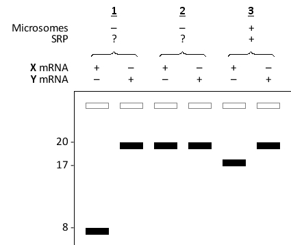 You set up an in vitro translation system containing the entire translation machinery but devoid of any component of the endoplasmic reticulum (ER)  targeting machinery. To this system, you can add mRNA encoding either a 20 kD secretory protein or a 20 kD cytosolic protein. You perform in vitro translation in the presence of radioactively labeled methionine, with or without the addition of saturating amounts of SRP or microsomes, as indicated below. After separating the protein products by SDS-PAGE, and visualizing the radioactivity by autoradiography, you obtain the following results. The presence or absence of each component in the reaction is indicated at the top of the corresponding lane(s)  by + and -, respectively. The numbers on the left indicate the apparent molecular mass (×1000)  of spots on the gel. Which protein (X or Y)  is the secretory protein? Which of the reactions (1 or 2)  contained SRP?   A)  X; 1 B)  X; 2 C)  Y; 1 D)  Y; 2