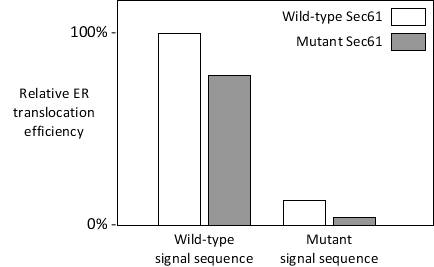 The signal-recognition particle is not the only factor that evaluates the authenticity of endoplasmic reticulum (ER) signal sequences in proteins. The Sec61 complex is also able to recognize the signal sequences and  opens  after binding to them. Even single point mutations within the signal sequence of a protein can render the protein unable to enter the ER efficiently, as the Sec61 complex does not readily open in response to the mutant sequence. However,  suppressor  mutations in genes encoding components of the translocation pathway, including the Sec61 subunits, can partially restore the wild-type localization of proteins with mutant signal sequences. Many such suppressor mutations (also called prl mutations) map to or near the  plug  domain in the Sec61 translocon. These mutations, including the deletion of the entire plug, generally result in destabilization of the closed conformation of the translocon and favor its open conformation. Your friend has mutated a certain residue in the plug domain of the yeast Sec61. She has just finished measuring the translocation efficiency of an ER protein with either a wild-type or a mutant (defective) signal sequence, either in wild-type or in her Sec61-mutant cells, and has obtained the following results. Based on these early results, does her Sec61 mutation show a prl phenotype? Write down Yes or No as your answer.    