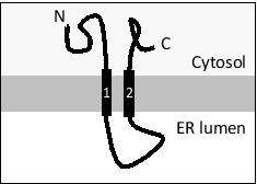Consider a transmembrane protein with the following topology that has an internal signal sequence (helix 1). If you fuse a canonical ER signal sequence at the N-terminus of this protein, how would you expect the topology to change? The ER lumen is at the bottom in all drawings. For simplicity, assume that the effect of charged residues flanking the transmembrane helices is negligible in this case.   A)   B)   C)   D)   E) 