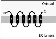 The following diagram depicts the topology of a multipass transmembrane protein in the endoplasmic reticulum (ER) membrane. Which set of helices act as stop-transfer signals in this protein?   A) 1, 2, 3 B) 4, 5, 6 C) 1, 3, 5 D) 2, 4, 6 E) 1, 6
