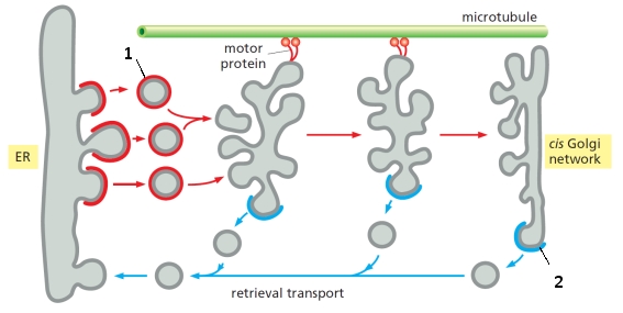 In the following schematic diagram depicting the formation of vesicular tubular clusters between the ER and the CGN, what major coat proteins are indicated by 1 and 2, respectively?   A)  COPI; COPII B)  COPI; clathrin C)  COPII; COPI D)  COPII; clathrin E)  Clathrin; COPII