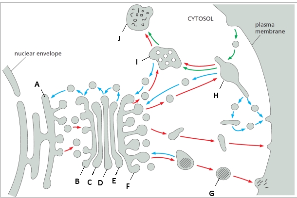 A Schematic Drawing Of The Secretory And Endocytic Pathways Is Biology