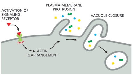 Which endocytic process is best depicted in the following schematic diagram?   A)  Receptor-mediated endocytosis B)  Pinocytosis C)  Macropinocytosis D)  Phagocytosis E)  Entosis
