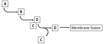 In the simplified diagram below depicting exocytosis of synaptic vesicles, which components (A to D) correspond to each of the following? Your answer would be a four-letter string composed of letters A to D only, e.g. DBCA.     ( )	Ca<sup>2+</sup> ( ) Complexin ( ) Synaptotagmin ( ) SNARE complex 