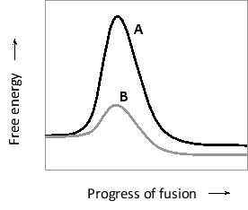 In the highly simplified diagram below, the energy landscape of secretory vesicle fusion to the plasma membrane is shown in the presence or absence of appropriate SNARE complexes. Which curve (A or B) do you think corresponds to the presence of SNARE complexes? Write down A or B as your answer.   