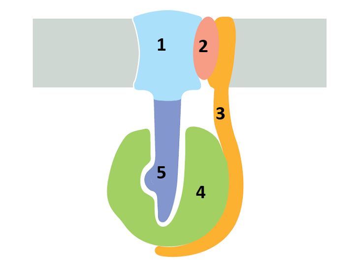 Consider the remarkable structure of the F1Fo ATP synthase shown in the following schematic drawing. Answer the following question(s) based on the structure.    -In the schematic drawing of the structure of ATP synthase shown above, indicate whether each of the numbered components of the machine (from 1 to 5, respectively) is rotary (R) or stationary (S). Your answer would be a five-letter string composed of letters R and S only, e.g. RRSRS. 