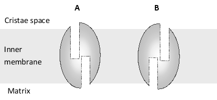 Consider the remarkable structure of the F1Fo ATP synthase shown in the following schematic drawing. Answer the following question(s) based on the structure.    -As seen from the F? head in the matrix, the rotation of the c ring is counterclockwise in the ATP-synthesis mode of the motor and clockwise in the ATP-hydrolysis mode of the motor. As shown in the above drawing, the  a subunit  (labeled 2) is part of the stator embedded in the membrane, and it forms the entry and exit sites for the protons that are bound by the rotating c ring. How do you think the two half-channels of the a subunit are arranged as seen from the c ring? Write down A or B from the following schematic diagram as your answer.   