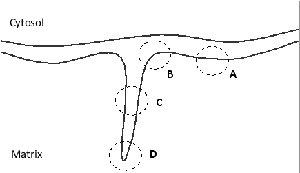 In the following schematic drawing of the inner and outer mitochondrial membranes, in what region (A to D) would you expect to find more ATP synthase dimers?   