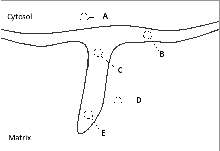 In actively respiring mitochondria, where in the following schematic drawing of the inner and outer mitochondrial membranes would you expect to find the lowest local pH?   