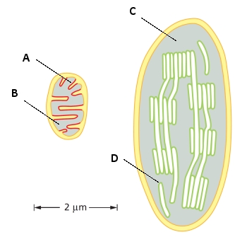 Indicate which letter (A to D) in the schematic drawings below of a mitochondrion and a chloroplast corresponds to each of the following features. Your answer would be a four-letter string composed of letters A to D only, e.g. BDCA. Each letter should be used once.     ( )	Crista ( )	Stroma ( )	Matrix ( )	Thylakoid 