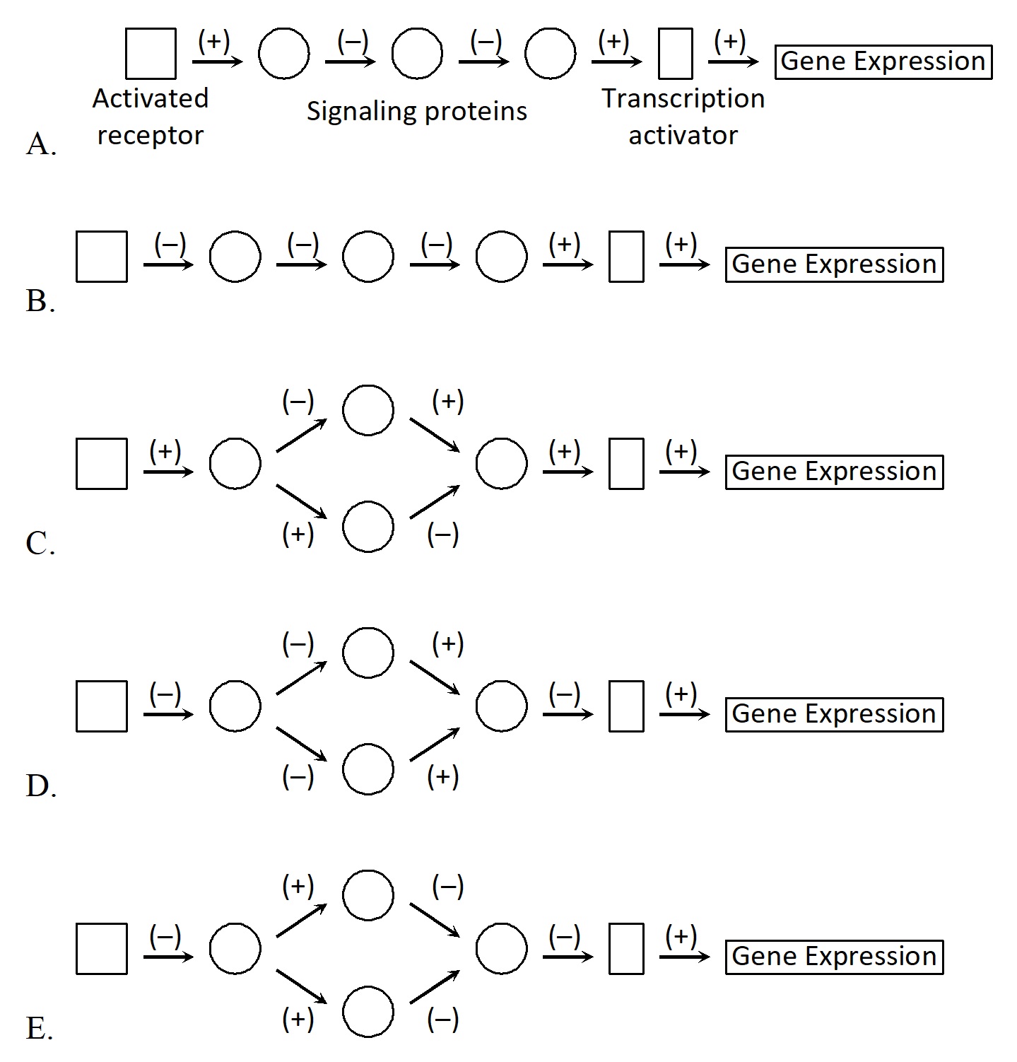 In which of the following schematic drawings of signaling pathways does the activation of the receptor lead to gene expression? Activating and inhibitory steps are indicated with (+) and (-), respectively.  <div style=padding-top: 35px> 