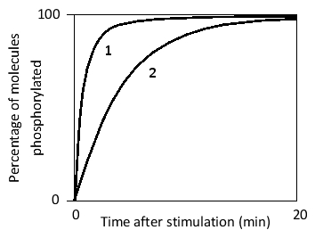 Consider a signaling protein that can be phosphorylated by a dual-specificity protein kinase at two independent sites (one tyrosine and one serine residue), such that each site is phosphorylated in about 1% of the protein molecules under normal conditions. Phosphorylation at the first site has a short half-life, since a fast tyrosine phosphatase removes the phosphate soon after the residue is phosphorylated, whereas dephosphorylation at the second site-carried out by a serine/threonine phosphatase-is relatively slow. Upon activation of a signaling pathway, the concentration of the dual-specificity kinase increases several-fold rapidly. The phosphorylation state of the tyrosine and serine residues following stimulation is compared in the following graph. Which curve (1 or 2) do you think corresponds to the serine residue? Write down 1 or 2 as your answer.    