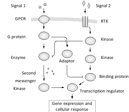 Consider the signaling pathway depicted below, which involves two different receptors. Assume that a protein is active only when it is activated but not inhibited by its upstream signaling molecules. Activation and inhibition are indicated by normal and blunt arrows, respectively. Under which of the following conditions is target-gene expression induced?   A)  Only in the presence of both signals (1 and 2)  B)  In the presence of either or both signals (1 or 2)  C)  In the presence of either signal but not both of them D)  Only in the absence of both signals E)  Only in the presence of signal 2 but not signal 1