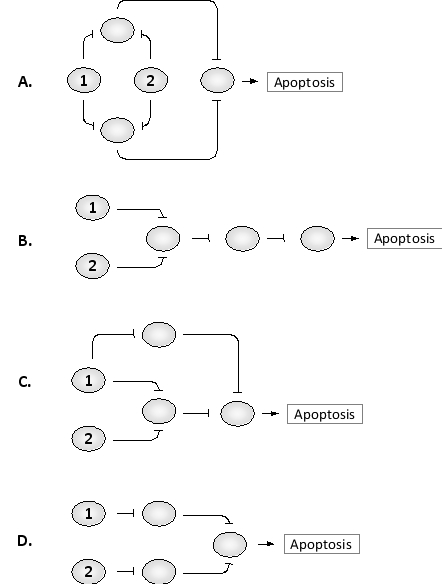 Some signaling pathways in the cell are chiefly based on inhibition rather than activation. For example, proteins that initiate programmed cell death by apoptosis are inhibited by anti-apoptotic proteins, which can in turn be inhibited by a group of pro-apoptotic proteins, and so on. Consider the following networks of inhibitory interactions, in which each protein is inactive if at least one of its inhibitors is active. In which pathway is the activation of either upstream protein (1 or 2) sufficient to inhibit apoptosis?  <div style=padding-top: 35px> 