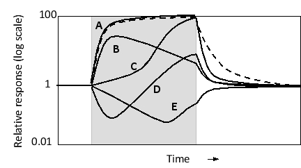 A certain effector protein can be activated by phosphorylation at a key tyrosine residue. An upstream kinase rapidly phosphorylates this tyrosine in the presence of a signal. However, the kinase also phosphorylates and activates a slow-acting phosphatase that can dephosphorylate the phosphotyrosine. Which curve in the following graph would you expect to represent the activity of the effector molecule over time? The input signal is present during the period indicated in gray. The dashed line represents the response in the absence of the phosphatase.   