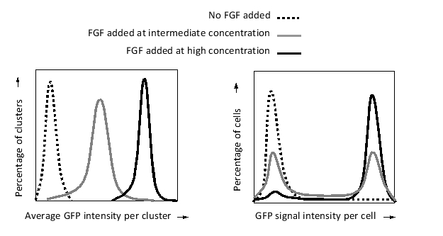 You grow a tumor-derived cell line in a suspension culture, in which the cells are seen either as single cells or in cell clusters. The cells have been engineered to express green fluorescent protein (GFP) under the control of the mitogen-activated protein kinase (MAP kinase) pathway. To your culture media, you add different concentrations of fibroblast growth factor (FGF)-which is known to activate the MAP kinase pathway in these cells-and briefly incubate the cells before harvesting them. You also collect, under a microscope, hundreds of individual cell clusters from each suspension. You then disaggregate the cells in all of your samples and use a FACS (fluorescence-activated cell sorting) machine to measure the GFP signal intensity in individual cells. Finally, you plot the results as histograms, as shown below.   According to these results, which of the following schematic drawings better represents the expression of GFP (a proxy for MAP kinase activation) in the culture after intermediate FGF stimulation? In these drawings, higher GFP expression is represented by a darker shade.   