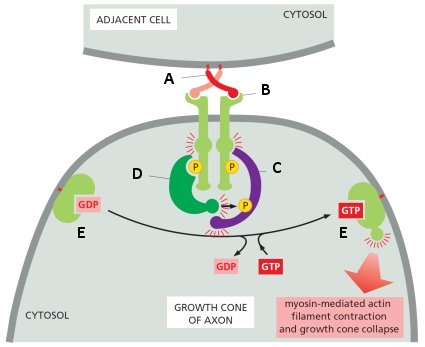 In the following schematic diagram showing the initial signaling steps in growth cone collapse in motor neurons, indicate which protein (A to E) corresponds to the following. Your answer would be a four-letter string composed of letters A to E only, e.g. CBAE.     ( )	Ephrin ( )	Ephexin ( )	RhoA GTPase ( )	Cytoplasmic tyrosine kinase 